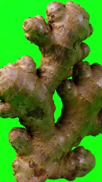 Fresh whole ginger root rotating slowly on a green screen background for easy keying and post production