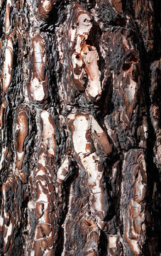 Close-up of the bark of a Canary Island pine (Pinus canariensis) near the Chinyero volcano, Tenerife. The bark exhibits a distinctive blackened texture, attributed to volcanic eruptions or fires. 