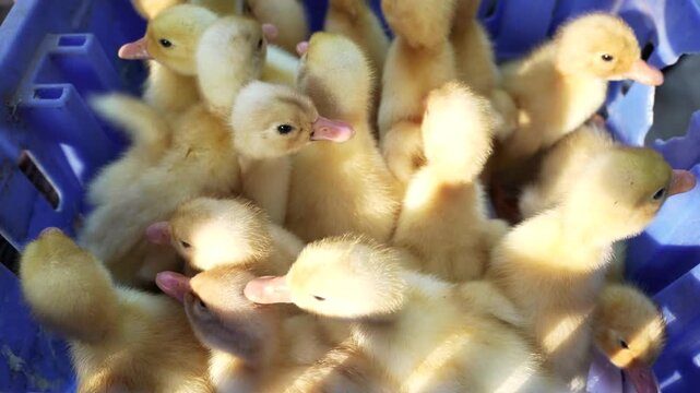 A group of young ducklings moves and huddles inside a blue ventilated crate in bright sunlight. The visible container and crowding make this clip relevant to poultry handling, transport and  farming