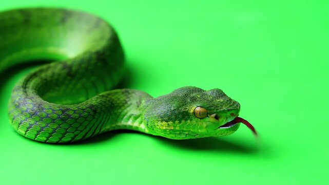 A venomous green viper snake slithering slowly across a chroma key green screen background while flicking its tongue and looking around