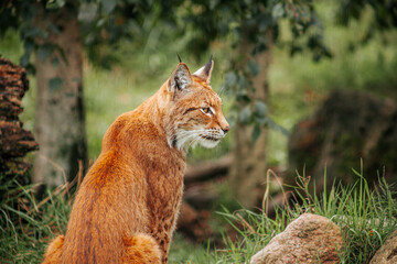 Eurasian lynx with reddish fur and tufted ears sitting beside rocks and grass in a leafy woodland enclosure, wildlife portrait in natural setting © Natans
