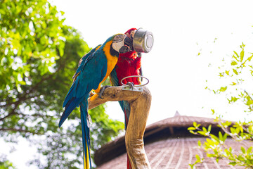 Colorful Macaw Parrots Perched on Wooden Branch in Lush Tropical Forest,A panoramic wide-angle view of vibrant Scarlet and Blue-and-Gold Macaw parrots perched on a dry tree branch in a lush green trop © banjongseal324