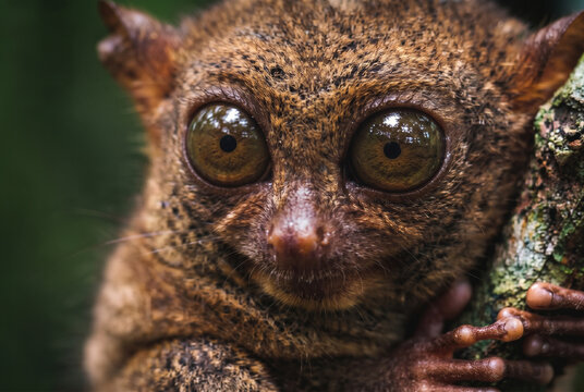 Extreme close-up of a nocturnal tarsier with large expressive eyes clinging to a rainforest branch