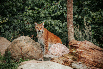 Eurasian lynx standing among granite boulders beside a tree trunk, surrounded by dense green woodland foliage in a natural forest habitat © Natans