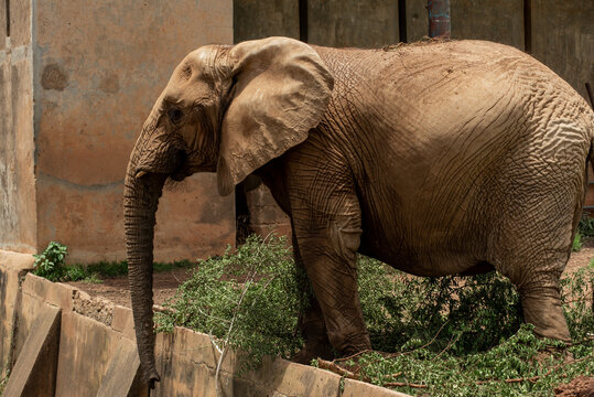 View of an African elephant standing in an enclosure at Jos Wildlife Park, Jos, Plateau, Nigeria.
