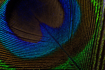 Macro Texture Background of Iridescent Peacock Feather,A vibrant macro close-up background texture of an iridescent peacock feather displaying vivid blue, green, and gold colors with intricate barb. © banjongseal324