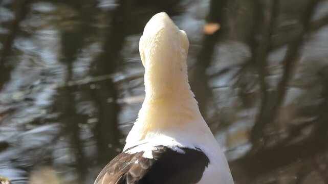 Hybrid duck in the morning sun, domestic duck, mallard, white-and-brown bird preening, duck with a white head in the sunshine, waterfowl with a white head and brown patches, reflection of branches