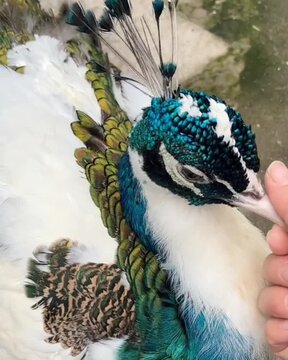 peacock feather