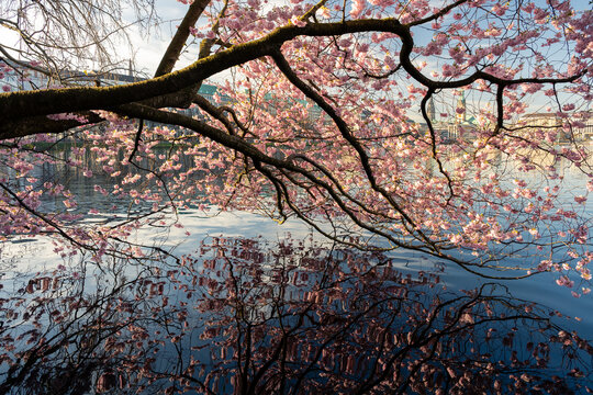 View of cherry blossoms blooming over the Binnenalster lake with reflections on the water in Hamburg, Germany.