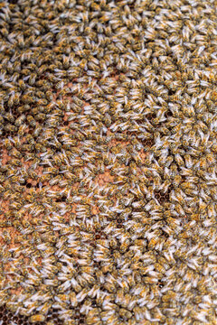 Thousands of bees cluster densely on a surface. Their striped bodies glow with golden light. Each bee moves in a synchronized, purposeful motion. They seem busy, focused on their shared task