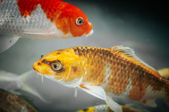 Orange and golden ornamental carp swimming side by side with detailed scales, fins, whiskers, and reflective eyes in a close up underwater aquarium scene