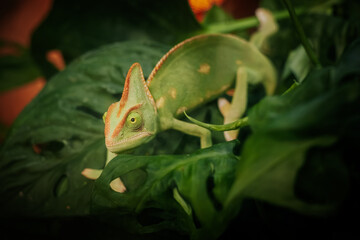 Green veiled chameleon resting among dense tropical leaves with curled tail, textured scales, and alert eye in a lush natural habitat close up © Natans