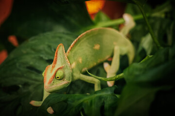Green chameleon with curled tail resting among glossy tropical leaves in lush foliage, detailed wildlife portrait showing textured scales and alert eye, captive reptile close up © Natans
