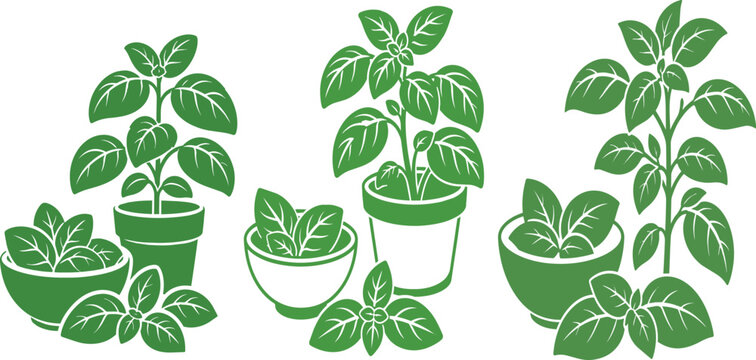 Green basil plant illustrations in pots and bowls for culinary design
