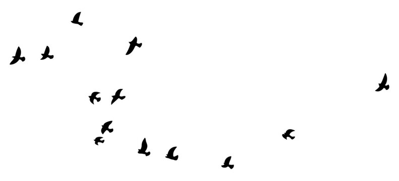 Diverse flying bird outlines in varied sky flight trajectories form this black migratory flock set designed for exterior architectural elevation rendering.