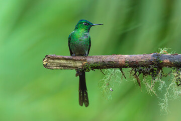 Fototapeta premium A stunning male Long-tailed Sylph hummingbird (Aglaiocercus kingi) with brilliant emerald-green and blue plumage and long trailing tail feathers perched on a mossy branch in the cloud forest of Ecuado