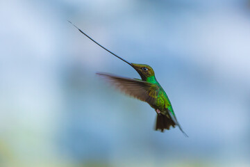 Fototapeta premium A Sword-billed Hummingbird (Ensifera ensifera) captured in mid-flight with its exceptionally long bill against a soft background in the cloud forest of Ecuador.
