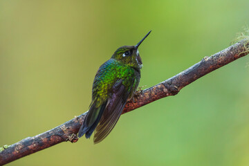 Fototapeta premium A stunning Tourmaline Sunangel hummingbird (Heliangelus exortis) perched on a lichen-covered branch against a soft green background in the cloud forest of Ecuador.