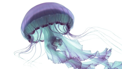 Translucent purple and teal jellyfish with long tentacles, isolated on transparent background © STUDIOP