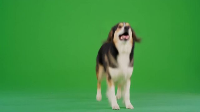 Photorealistic Playful Dog Isolated on Green Screen