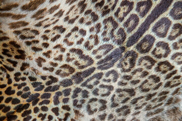 Close up photo of a real leopard skin rug, leopard fur pattern and texture with spots © Delphotostock