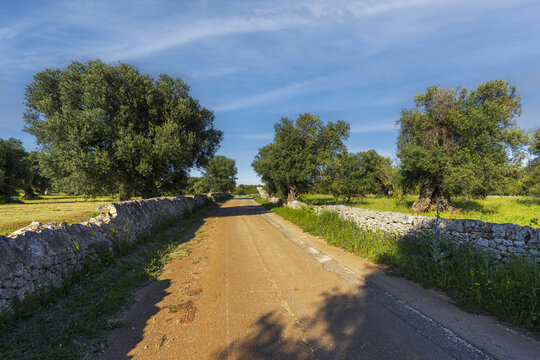 View of a dirt road lined with traditional dry stone walls and ancient olive trees in the rural landscape of Ostuni, Apulia, Italy.