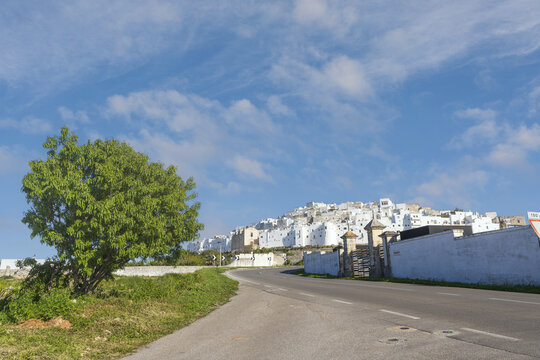 View of the historic white buildings of Ostuni perched on a hill, with a green tree in the foreground and a clear blue sky in Ostuni, Apulia, Italy.