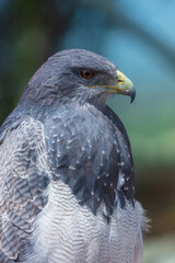 Close-up profile portrait of a Black-chested Buzzard-Eagle (Geranoaetus melanoleucus) showcasing its detailed grey plumage and powerful hooked beak. © Miroslav Srb