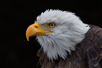 Close-up profile portrait of a Bald Eagle (Haliaeetus leucocephalus) showcasing its iconic white head and sharp yellow beak against a dark background. © Miroslav Srb