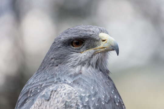 Close-up profile portrait of a Black-chested Buzzard-Eagle (Geranoaetus melanoleucus) showcasing its detailed grey plumage and powerful hooked beak.