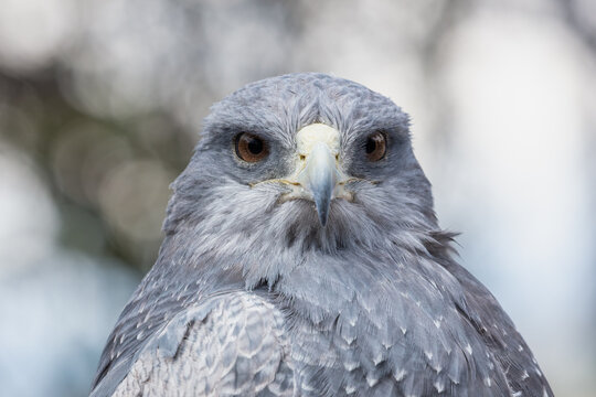 Close-up profile portrait of a Black-chested Buzzard-Eagle (Geranoaetus melanoleucus) showcasing its detailed grey plumage and powerful hooked beak.