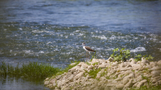 Juvenile black-winged stilt resting on pale river stones beside fast-flowing water along the Chirchiq River in Tashkent, Uzbekistan.