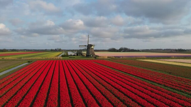 Aerial view of a traditional windmill surrounded by vibrant red tulip fields under a cloudy sky in t Zand, North Holland, Netherlands.