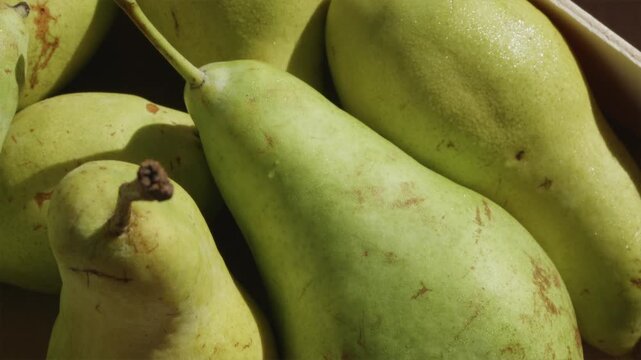 Camera panning over fresh pears covered in morning dew drops