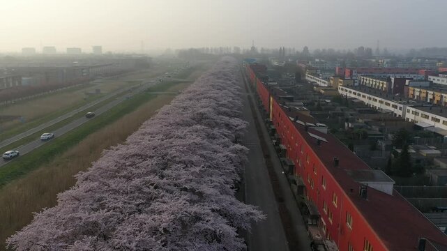 Aerial view of Japanese Blossom trees in full bloom lining a road next to red residential buildings in Almere, Flevoland, Netherlands.