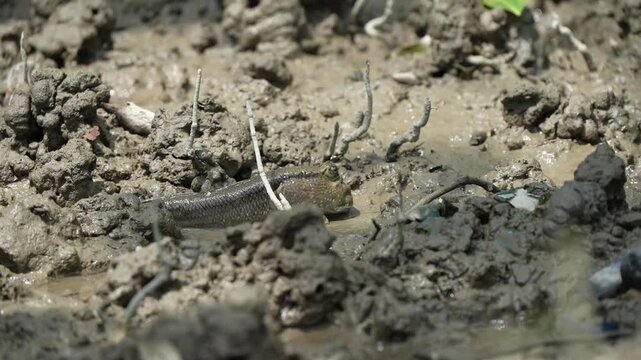 Mudskipper moving in a walk-like style with the fins. Very peculiar inhabitants of mangroves habitat and environment