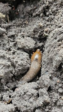 Close-up high angle view of a large brown Spanish slug (Arion vulgaris) moving  in a garden.