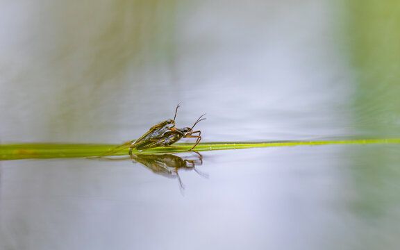 View of two water striders mating on a green blade of grass floating on the calm water surface in Fjord, More og Romsdal, Norway.