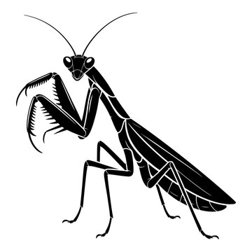 Praying mantis illustration depicts a detailed black silhouette