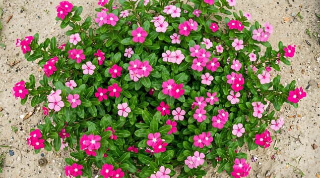 Top view of pink periwinkle flowering plant with glossy green leaves growing on sandy soil in garden