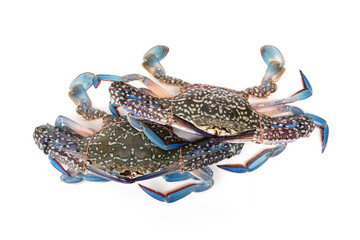 Two live male blue swimmer crabs - Portunus armatus tied with rubber bands from a fresh seafood market ingredients ready for cooking isolated on white background. © Panupong