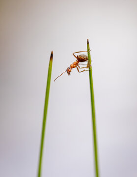 View of an ant climbing on a thin blade of green grass against a soft blurred background in Fjord, More og Romsdal, Norway.