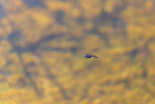 View of a small tadpole swimming in clear water with a blurred natural background in Valldal, More og Romsdal, Norway.