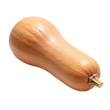 [Transparent Background PNG]Whole fresh butternut squash on plain white background