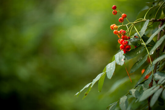 Close-up of red rowan berries and green leaves against a blurred vibrant green summer forest background, copy space.