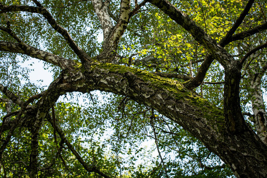 Low angle view of a mossy birch tree trunk and canopy in a summer forest. Natural summer background