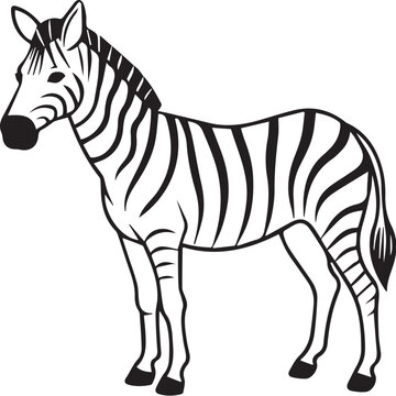 zebra vector illustration