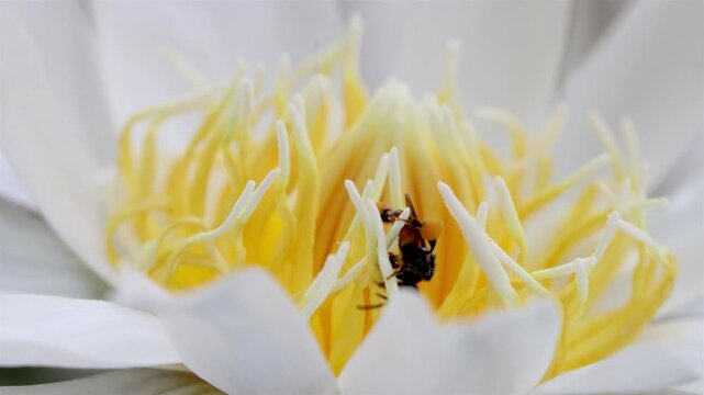 Macro close-up of a small stingless bee collecting pollen inside a white water lily flower in Thailand