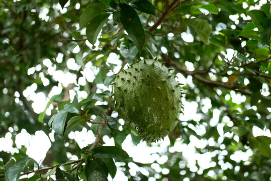 Fresh green soursop fruit hanging on a leafy tropical tree branch in a sunny organic orchard