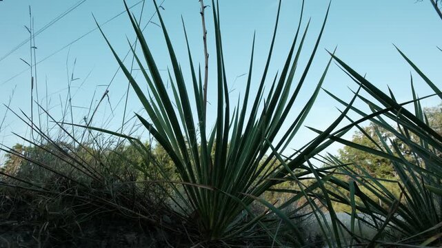 Yucca Plant Close-Up in Texas Landscape